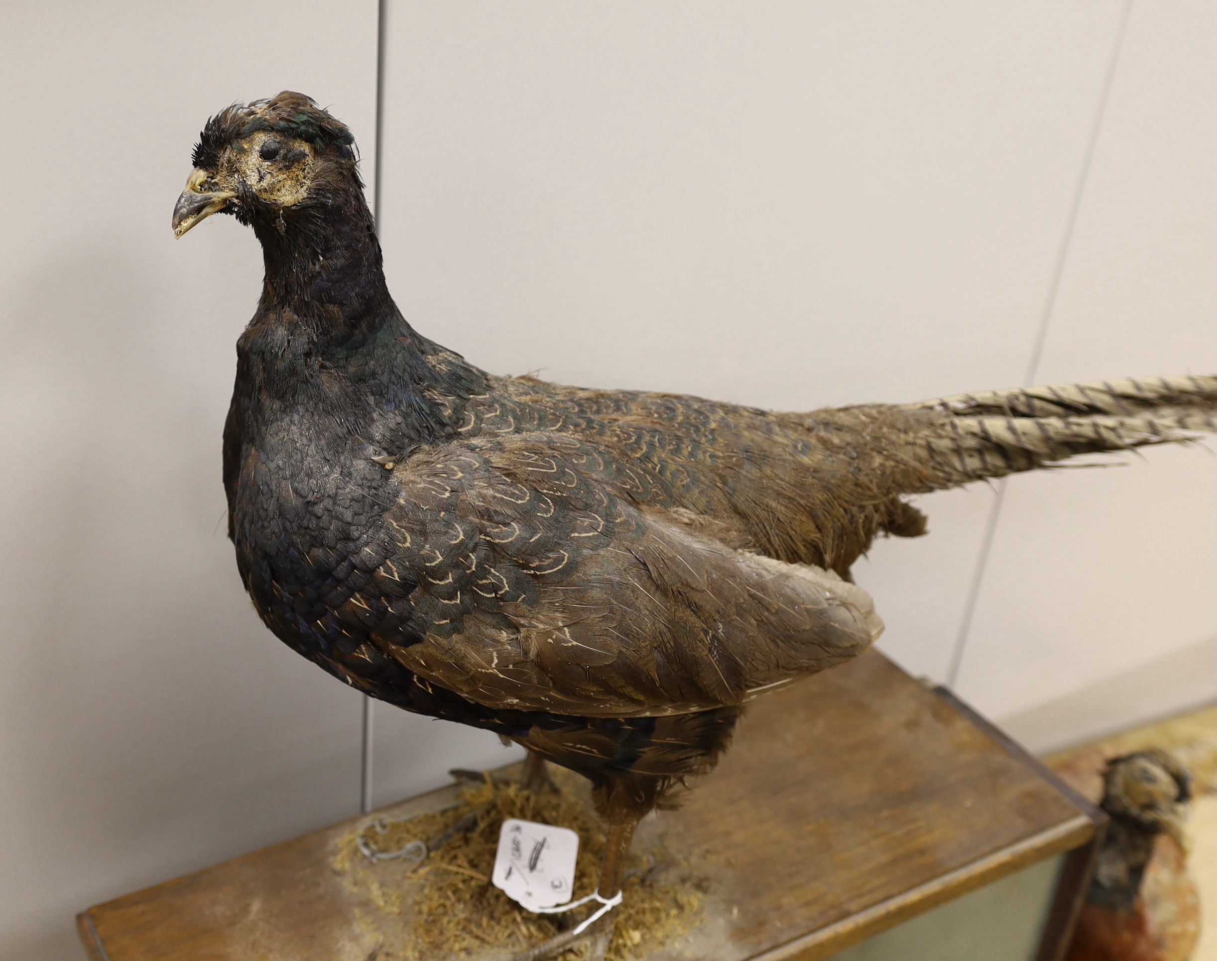 Taxidermy: two lapwings in glass cabinet and two pheasants on stands, lapwing case 39cm x 52cm